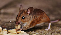 24 Hour & Emergency Exterminators in Lenoir Rhyne, NC